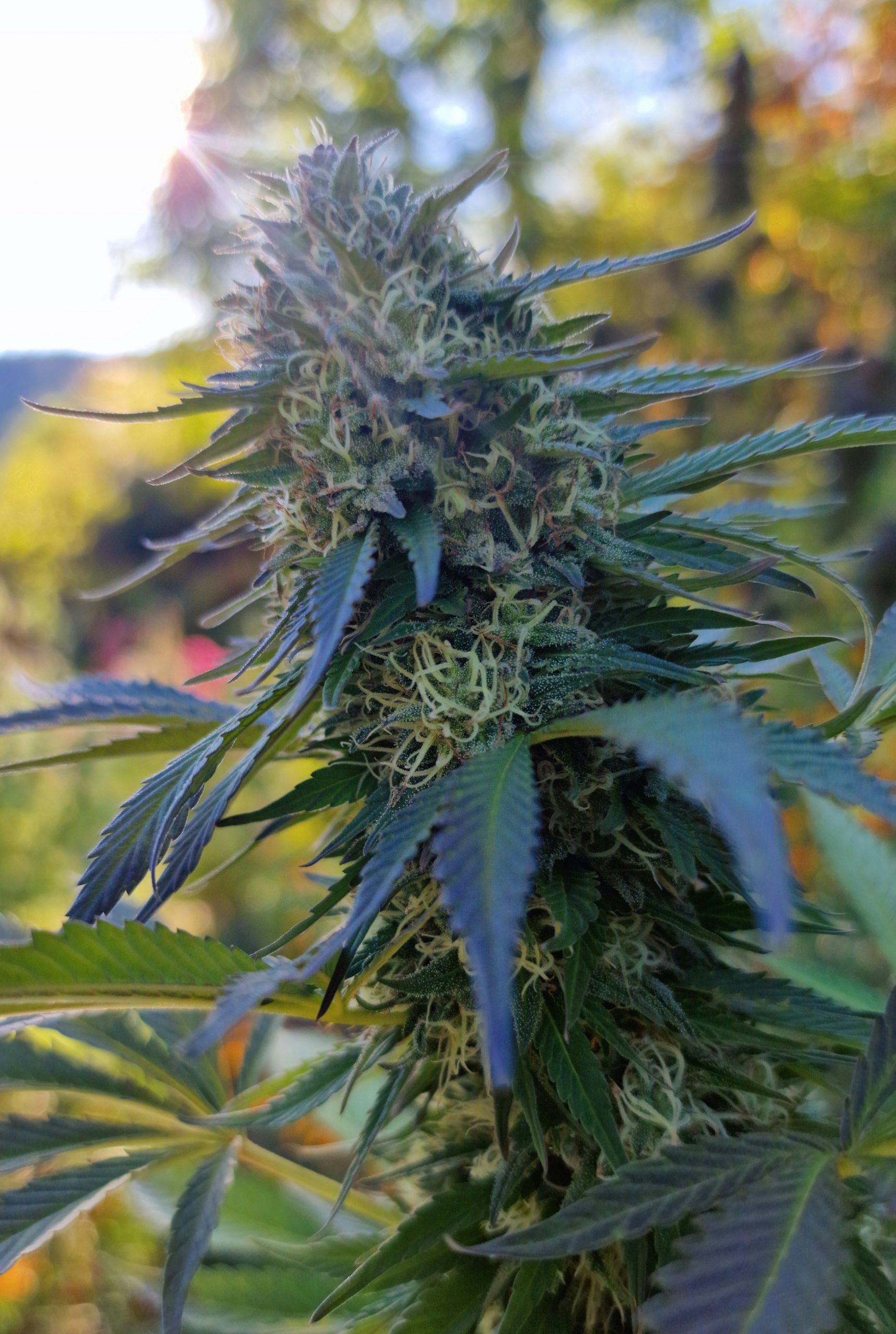 Saphir kush – Image 3
