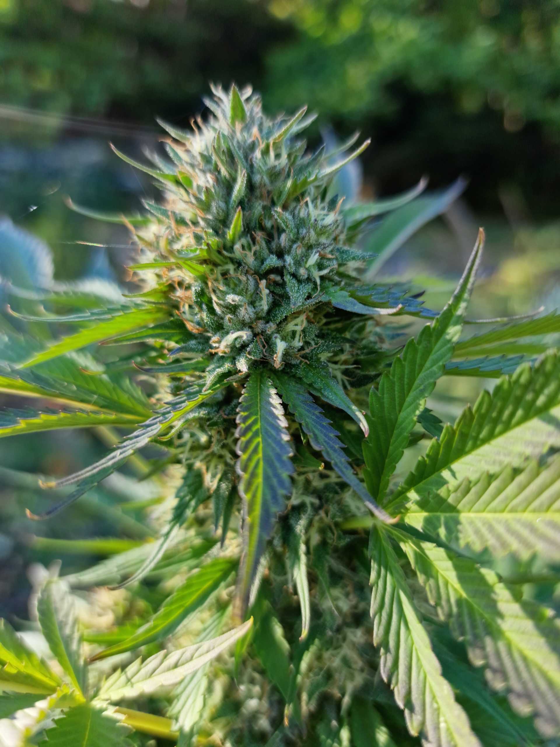 Strawberry diesel – Image 3