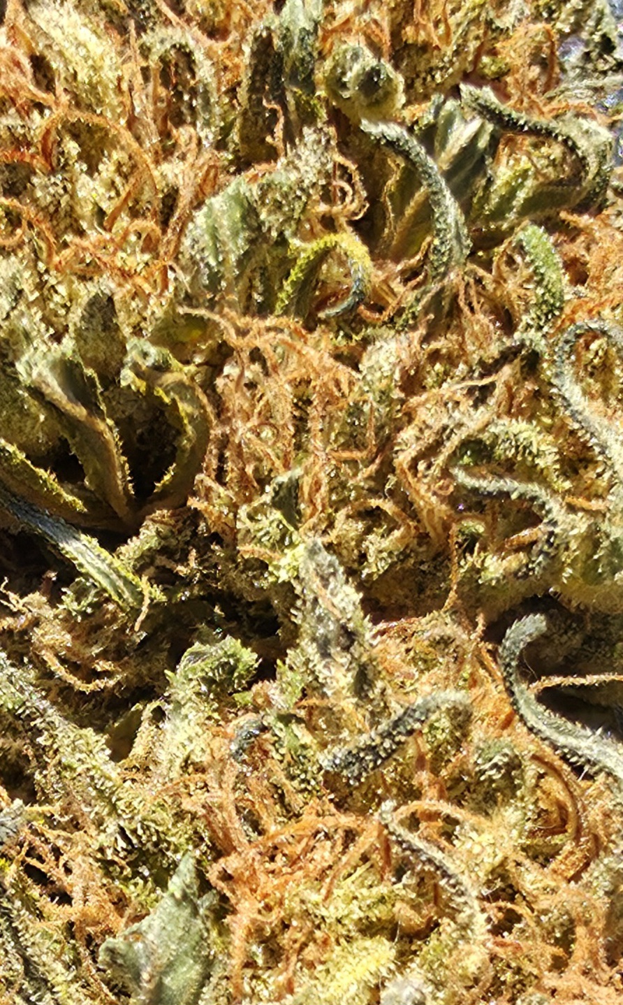 Strawberry diesel – Image 2